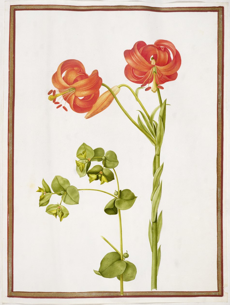 Spurge en Lilium Chalcedonicum door Nicolas Robert