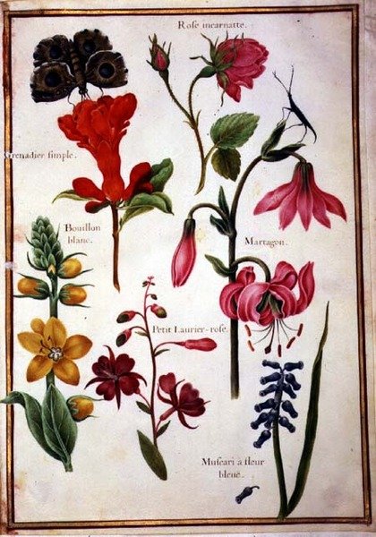 PD.109-1973.f43 Bloemstudies (aquarel op perkament) door Nicolas Robert