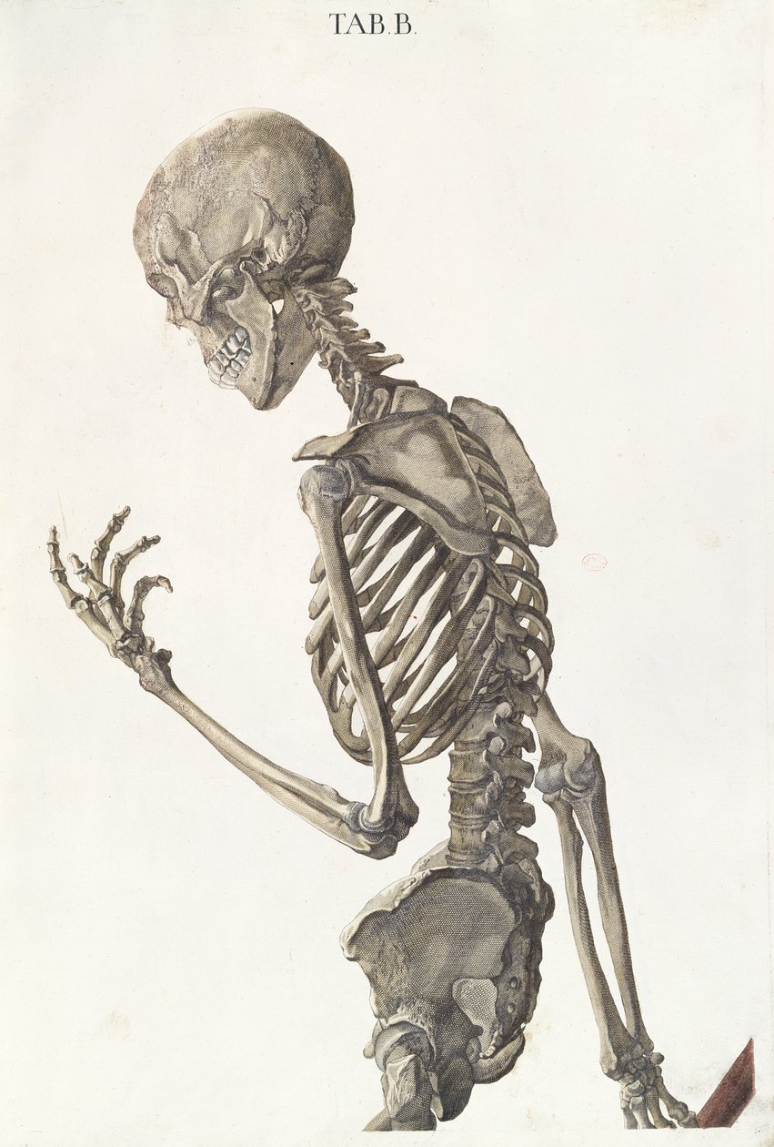 Botten van het skelet, uit Tabulae Osteologicae door Christoph Jacob Trew, gegraveerd door G. Lichtensteger, 1740 door Nikolaus Friedrich Eisenberger