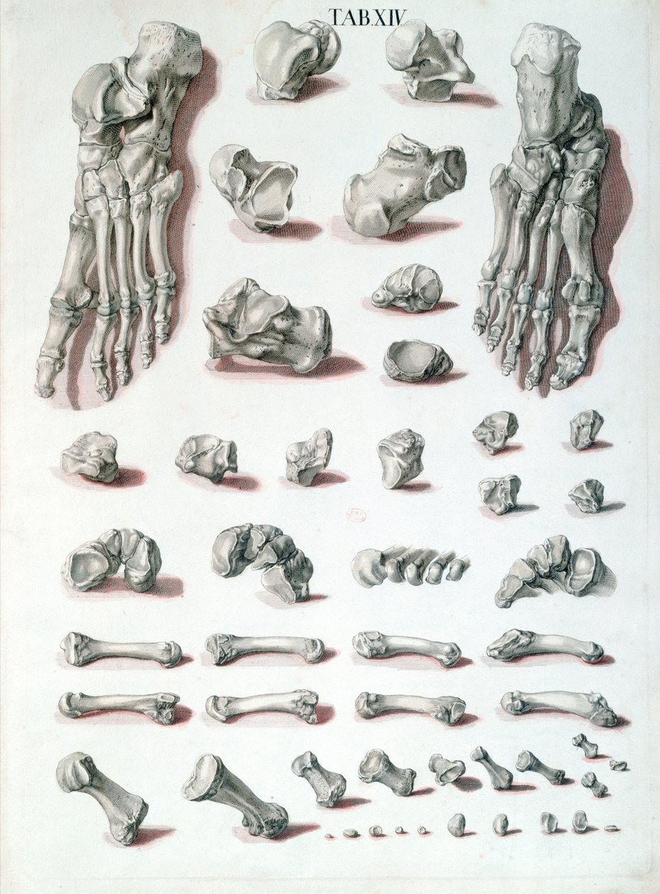 Botten van de voet, uit Tabulae Osteologicae door Christoph Jacob Trew, gegraveerd door G. Lichtensteger, 1767 door Nikolaus Friedrich after Eisenberger