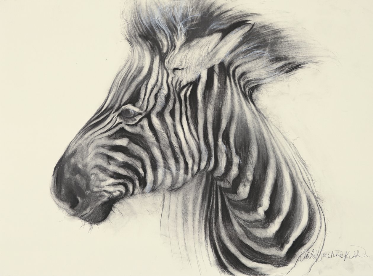 Baby Zebra, 2000 (houtskool op papier) door Odile Kidd