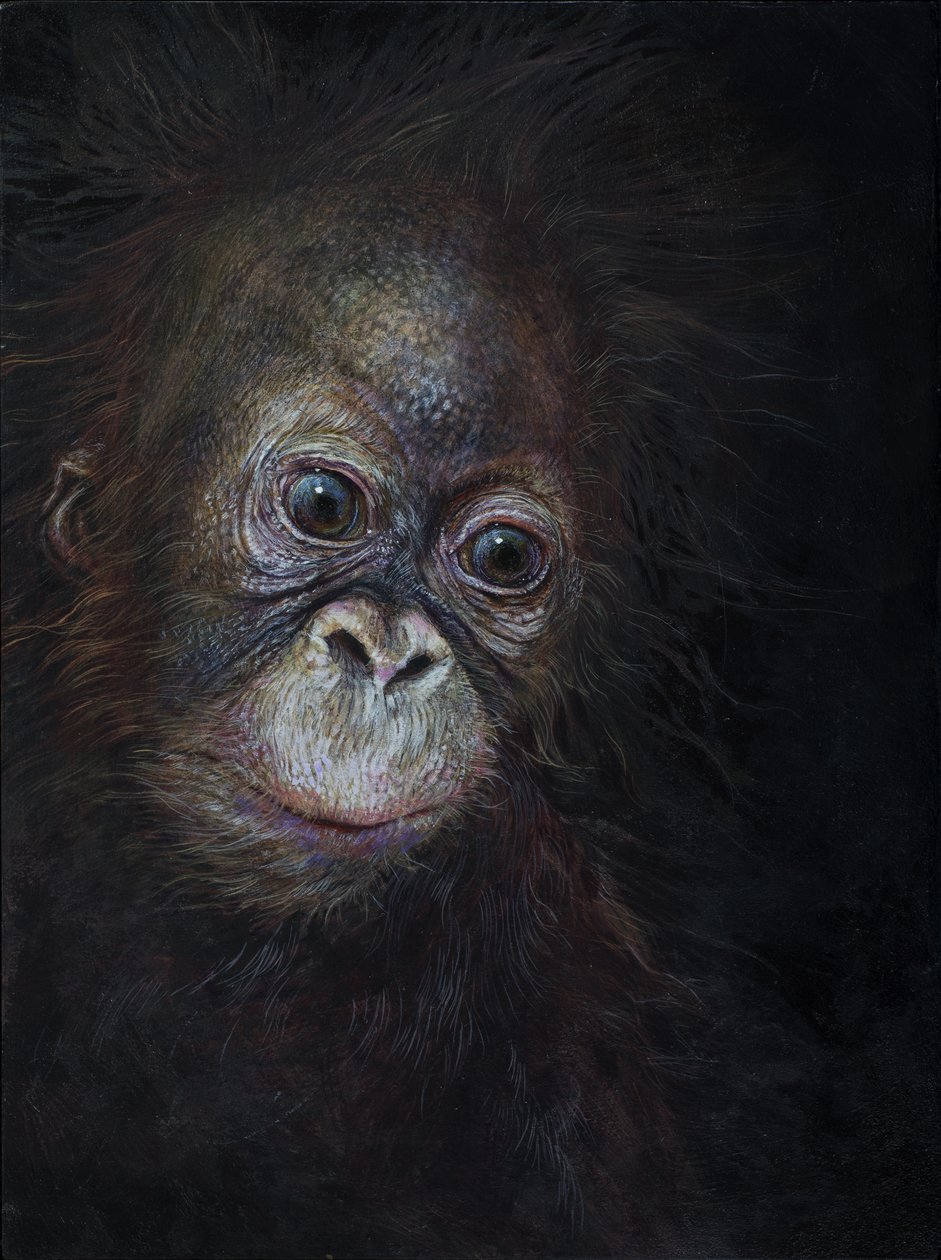 Baby orang-oetan 3, 2015 (acryl op hout) door Odile Kidd