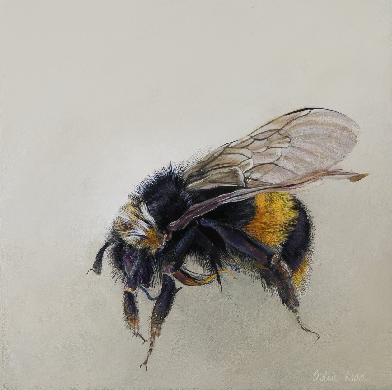 Bombus terrestris 1 (a), 2008 (acryl op hout) door Odile Kidd