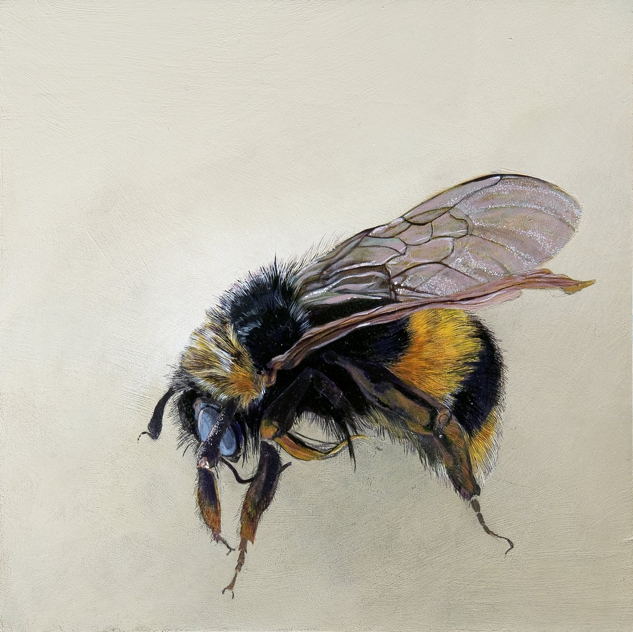 Bombus terrestris 1 (b), 2008 (acryl op hout) door Odile Kidd