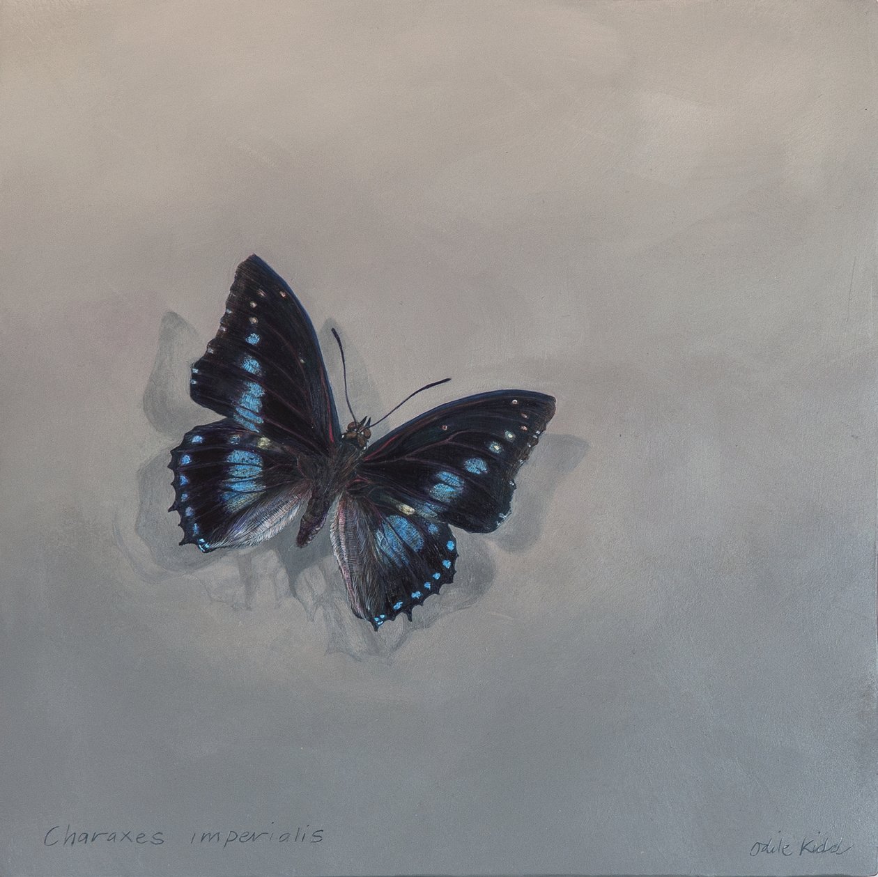 Charaxes imperialis 1 (a), 2014 (acryl op hout) door Odile Kidd