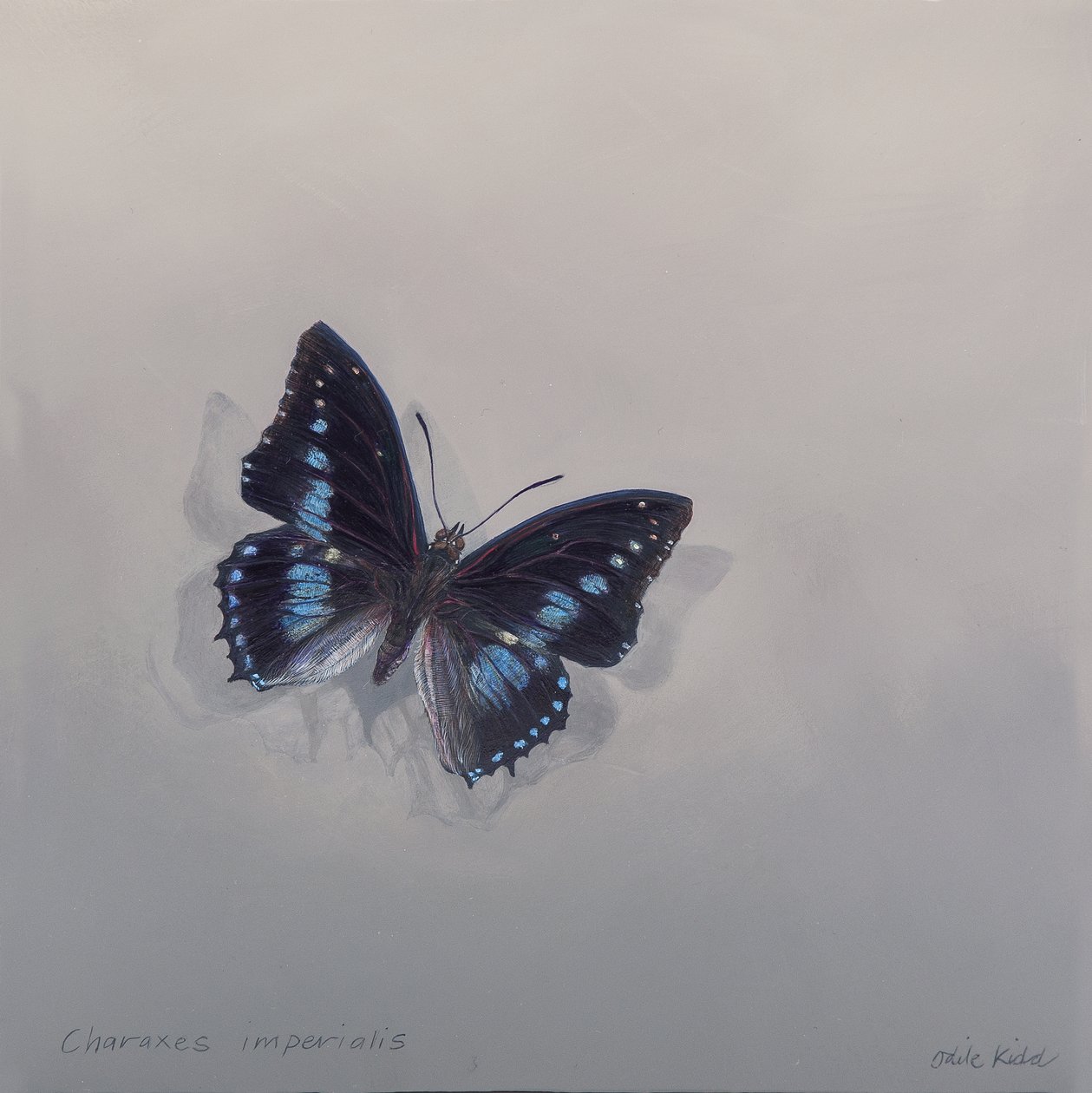 Charaxes imperialis 1 (b), 2014 (acryl op hout) door Odile Kidd