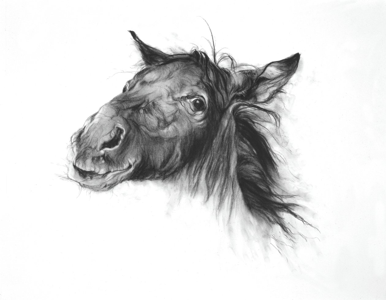 Colt, 2002 (houtskool op Fabriano-papier) door Odile Kidd