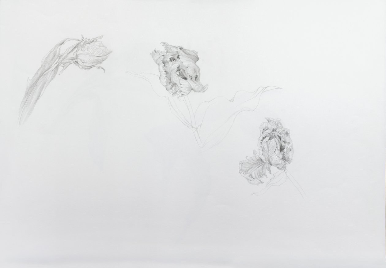 Estella rijnveld 1, 2013 (potlood op patroonpapier) door Odile Kidd