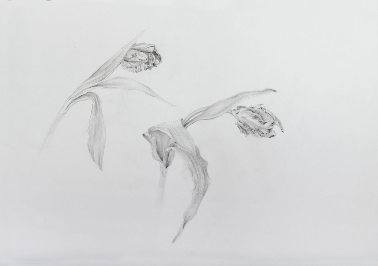 Estella rijnveld 2, 2017 (potlood op patroonpapier) door Odile Kidd