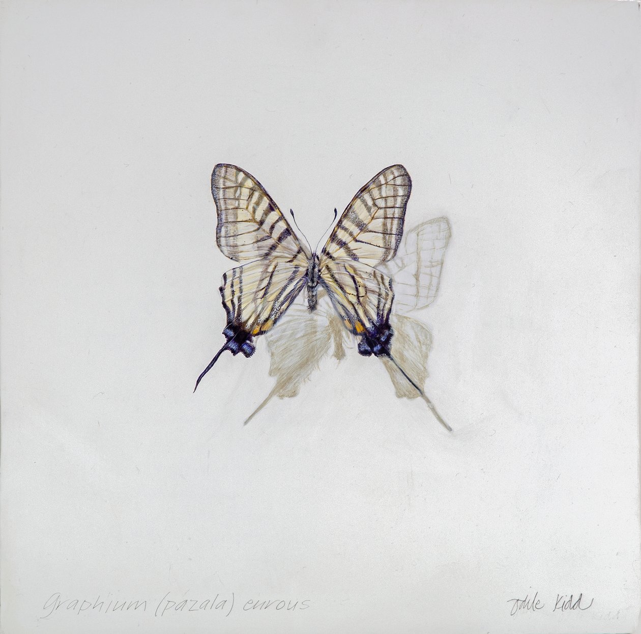 Graphium (Pazala) eurosus, 2014 (acryl op gegessuurd hout) door Odile Kidd