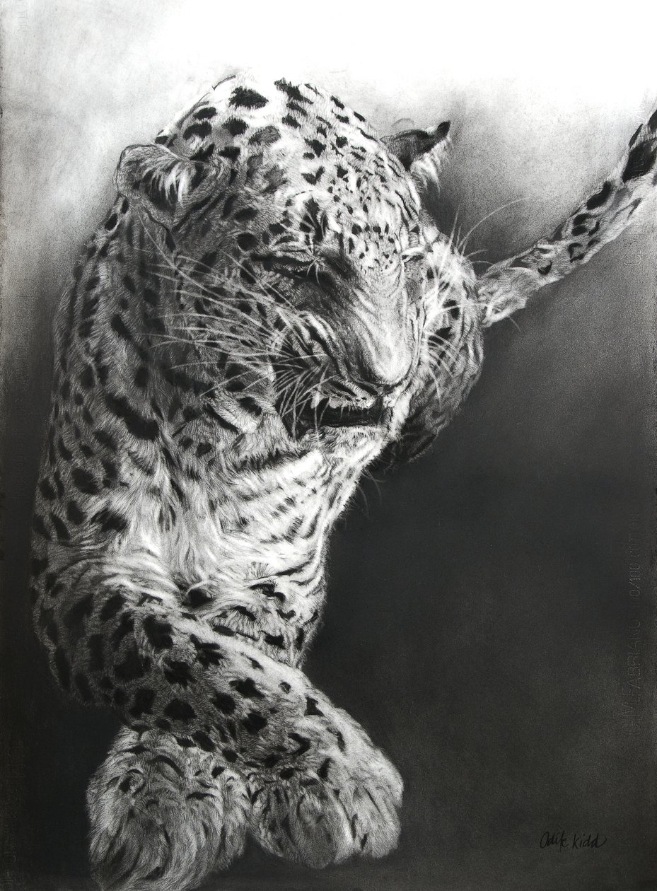 Panthera pardus 1, 2009 (houtskool  conte op Fabriano-papier) door Odile Kidd