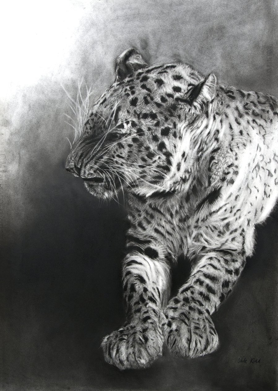 Panthera pardus 2, 2009 (houtskool  conte op Fabriano-papier) door Odile Kidd