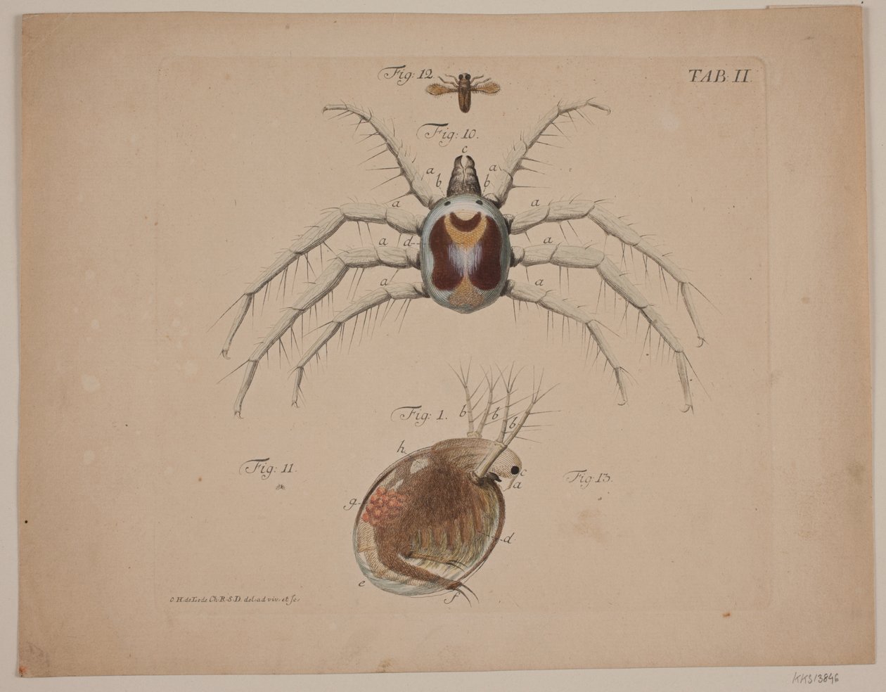Insecten. Plaat II uit Zoölogisch Werk door Odvardt Helmoldt de Lode