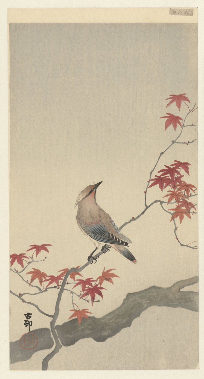 Japanse pestvogel op esdoorn door Ohara Koson
