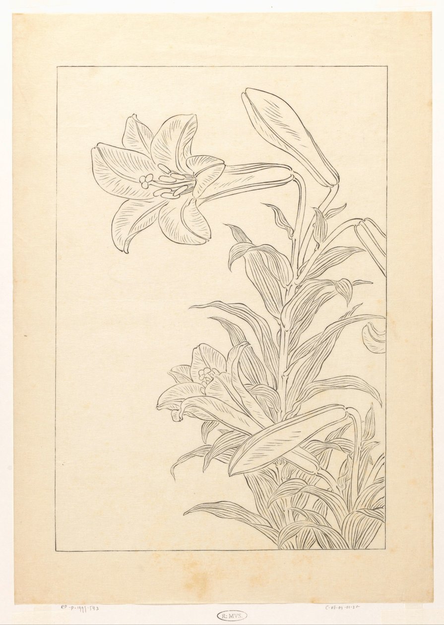 Lelies door Ohara Koson