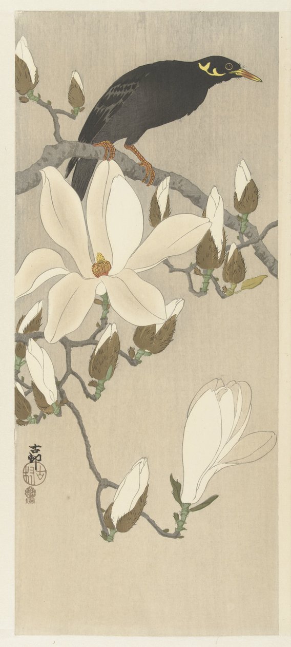 Myna op magnoliatak door Ohara Koson