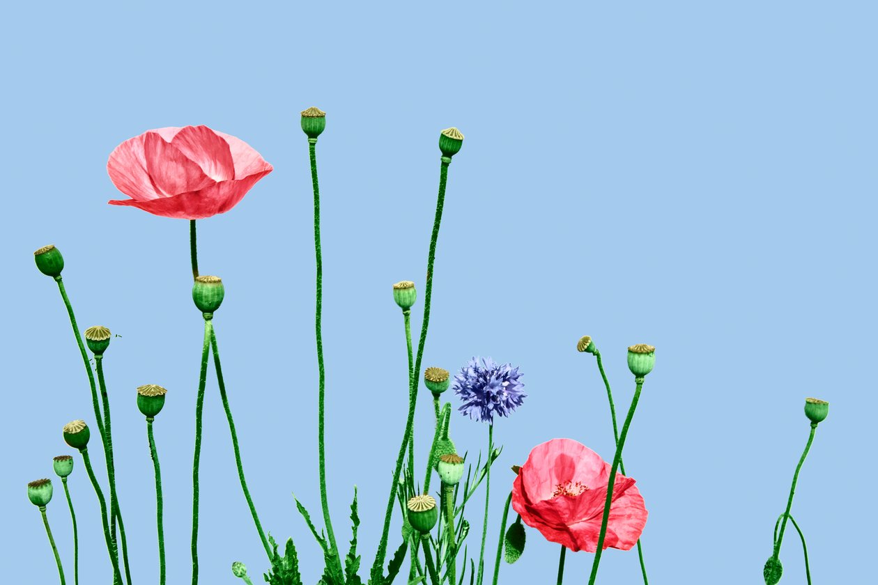 Papaveri rosa, 2019 (digitale gemengde techniek) door Olivia Gozzano