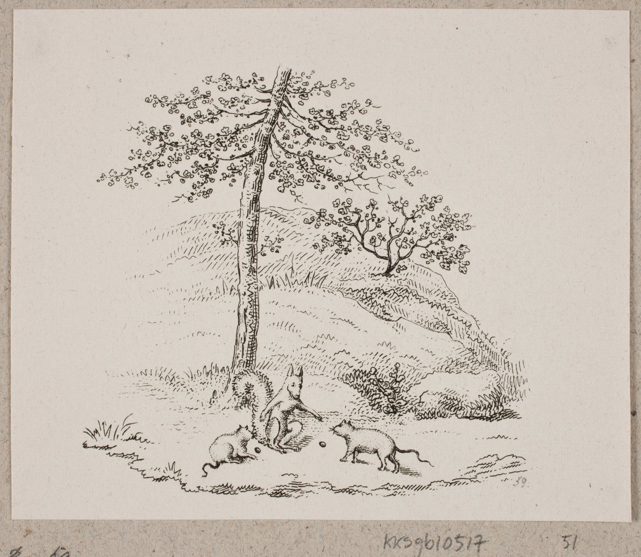 De ratten en de eekhoorn door Oluf Olufsen Bagge