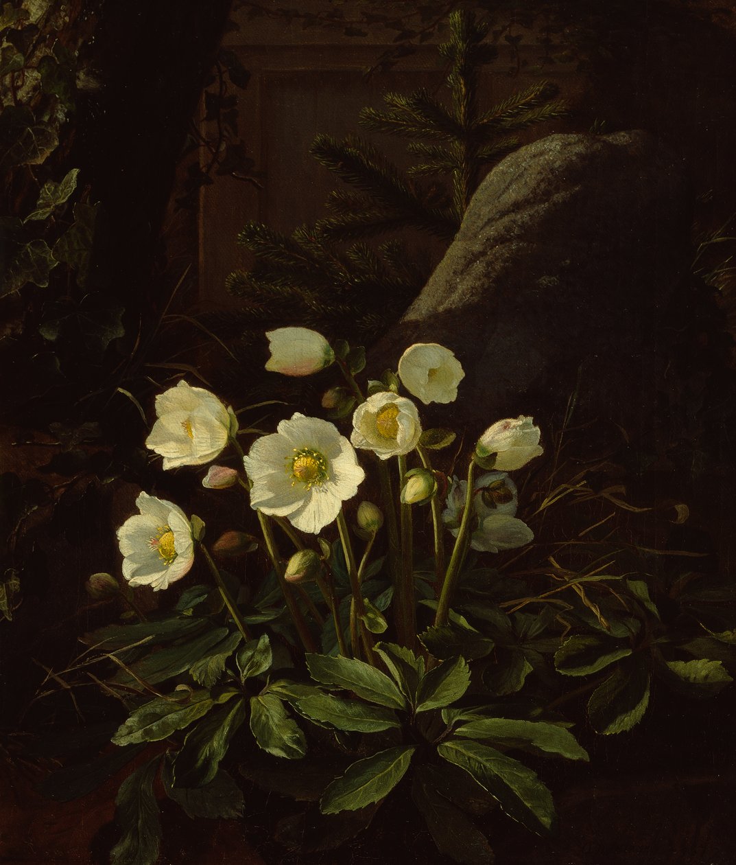 Helleborus in een rotstuin door Otto Didrik Ottesen
