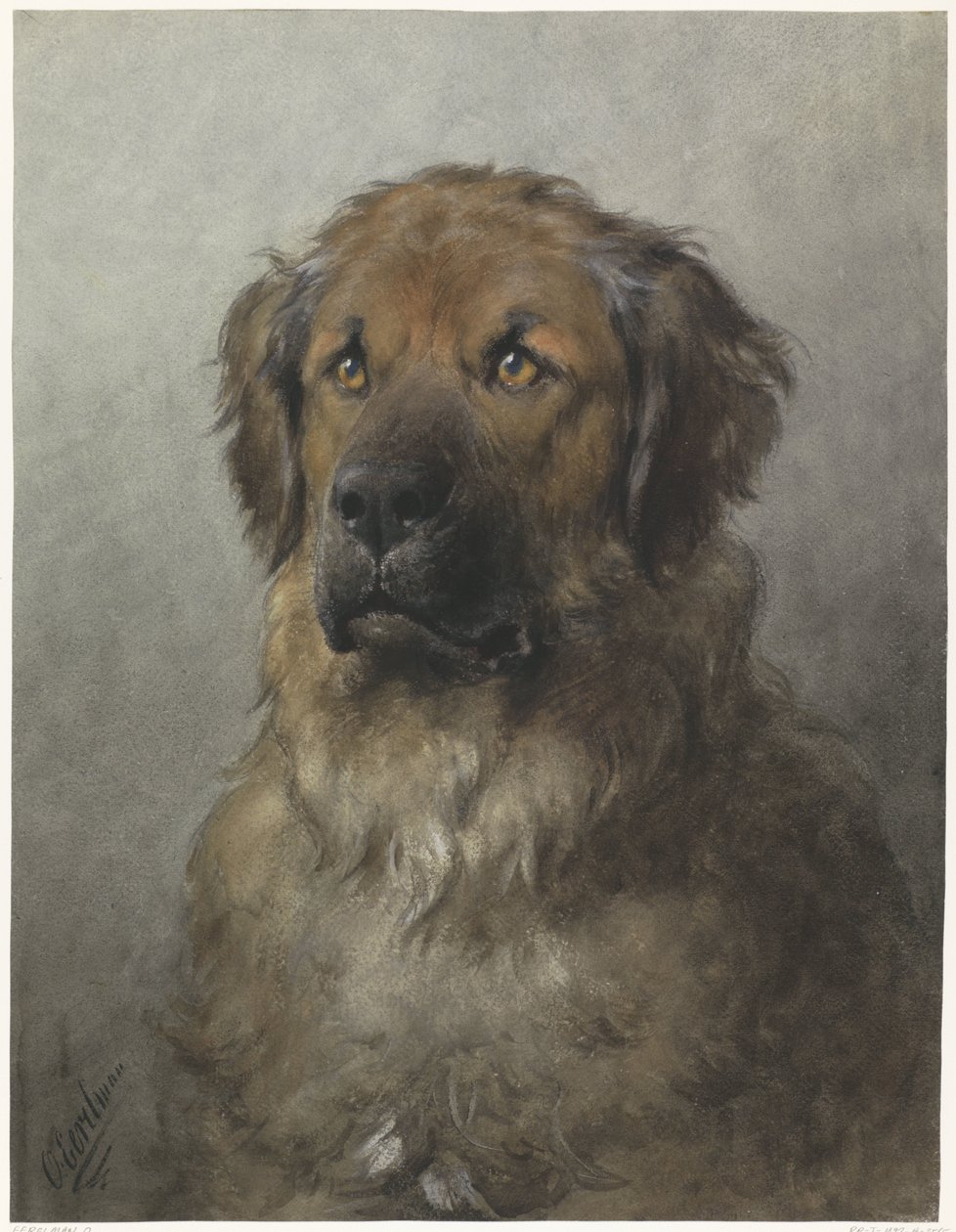 Kop van een Leonberger, van voren door Otto Eerelman