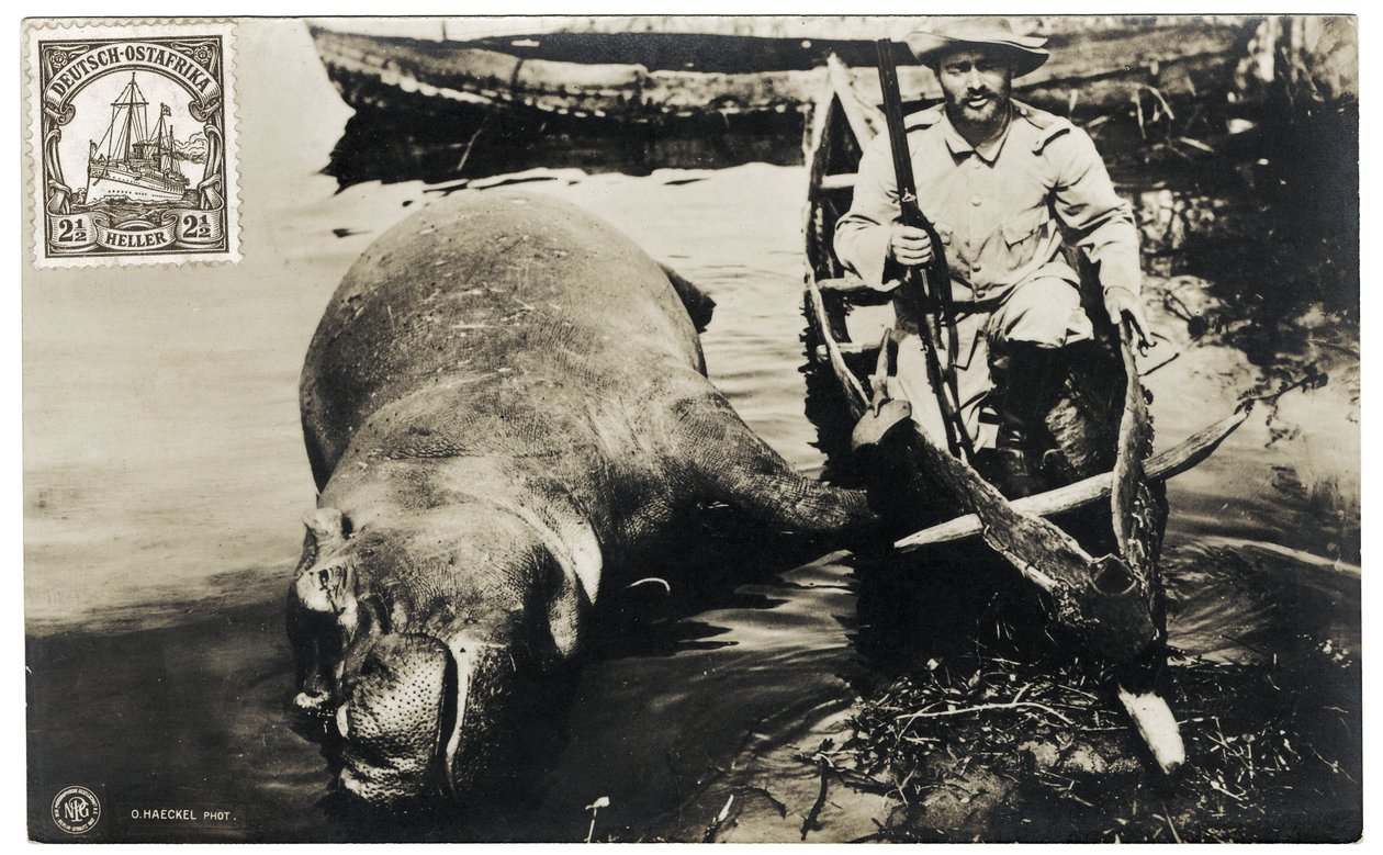 Duitse jager met nijlpaard, Duits Oost-Afrika, ca. 1910 door Otto Haeckel