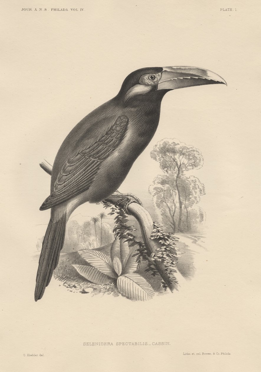 Selenidera Spectabilis, litho door Bowen und Co., 1850 door Otto Koehler