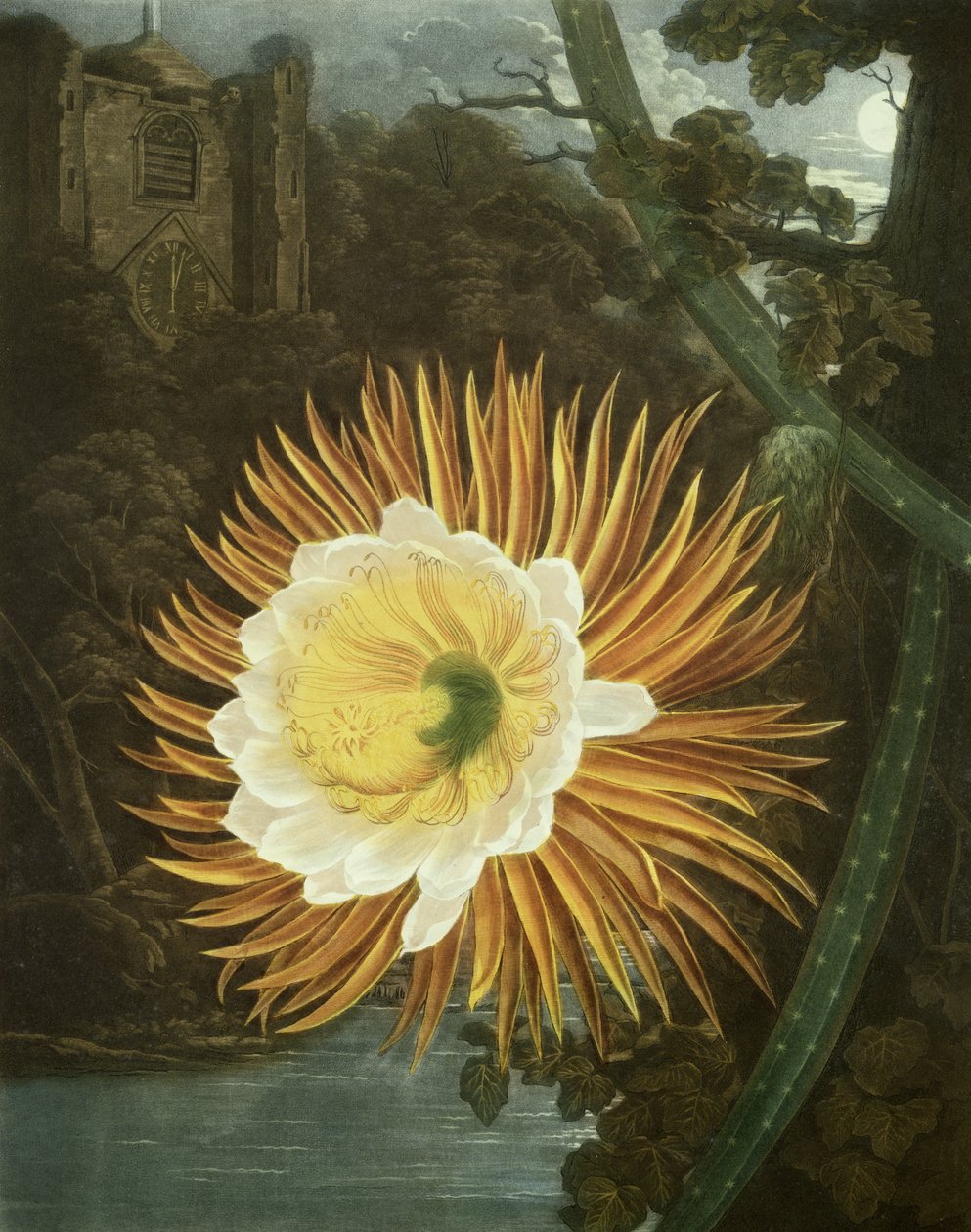 De Nachtbloeiende Cereus of Nachtbloeiende Cactus, gegraveerd door Dunkarton, uit 
