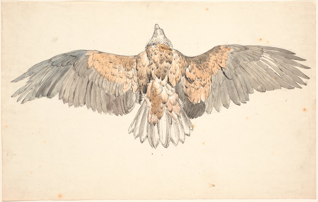 Een dode buizerd met uitgespreide vleugels door P.C. Skovgaard