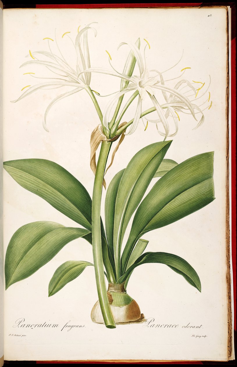 Hymenocallis fragrans door Pierre Joseph Redouté