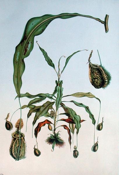 Nepenthes Hookeriana, botanische plaat uit 