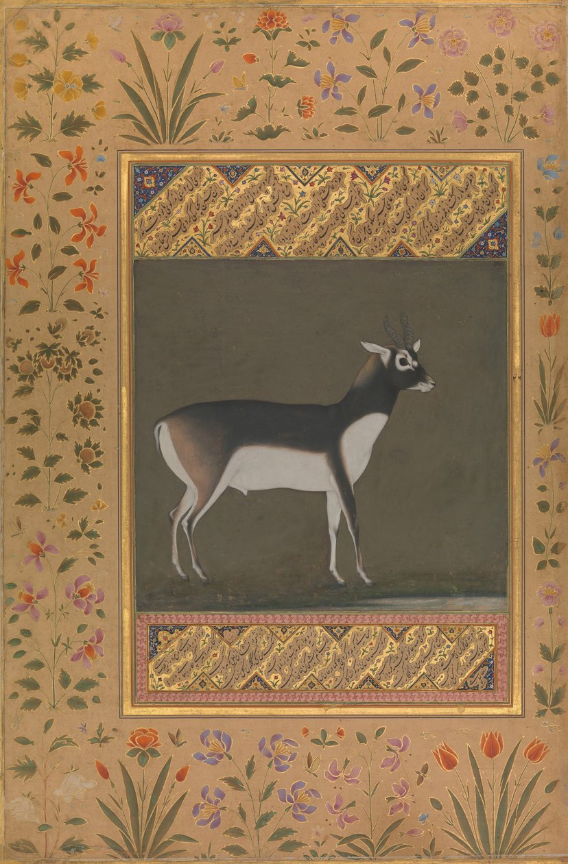 Zwarte Bok, Folio uit het Shah Jahan Album, recto: ca. 1615-20, verso: ca. 1530-50 door Painting attributed to Manohar