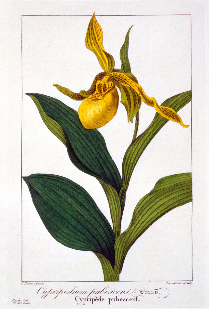 Cypripedium, pub. 1836 door Panacre Bessa