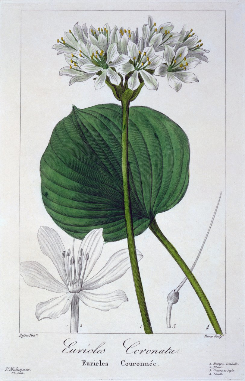 Euricles coronata, pub. 1836 door Panacre Bessa