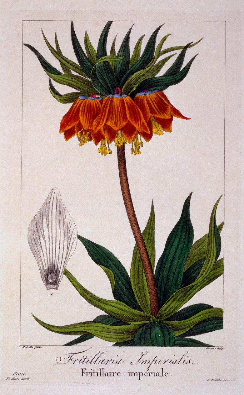 Fritillaria imperialis, uitgegeven 1836 door Panacre Bessa