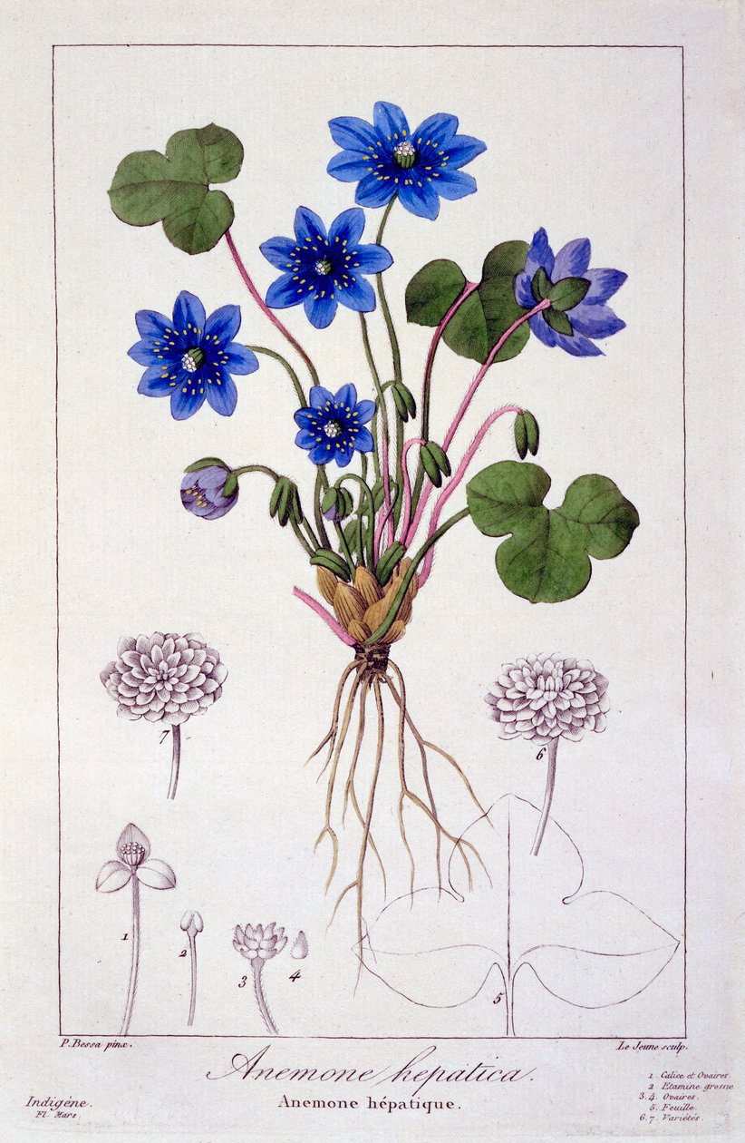 Hepatica nobilis, pub. 1836 door Panacre Bessa