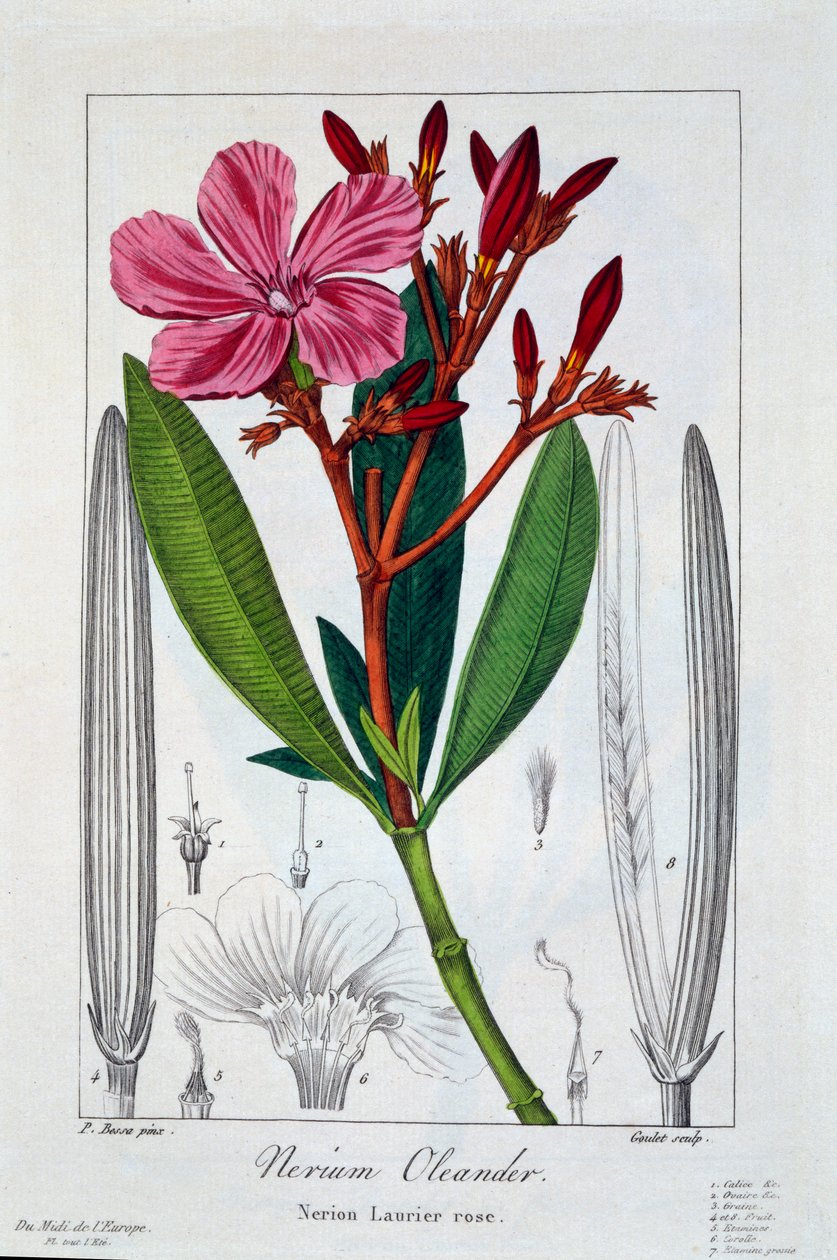 Nerium Oleander, uitgegeven 1836 door Panacre Bessa