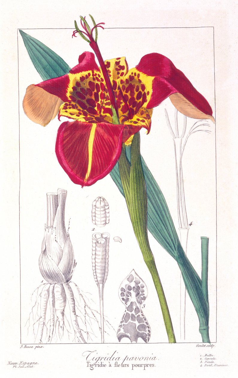 Tijgerbloem of Pauwenbloem, pub. 1836 door Panacre Bessa