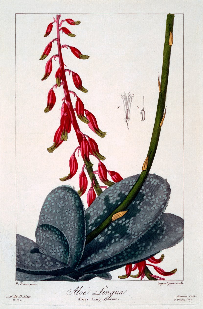Aloe lingua, 1836 (handgekleurde gravure) door Pancrace Bessa