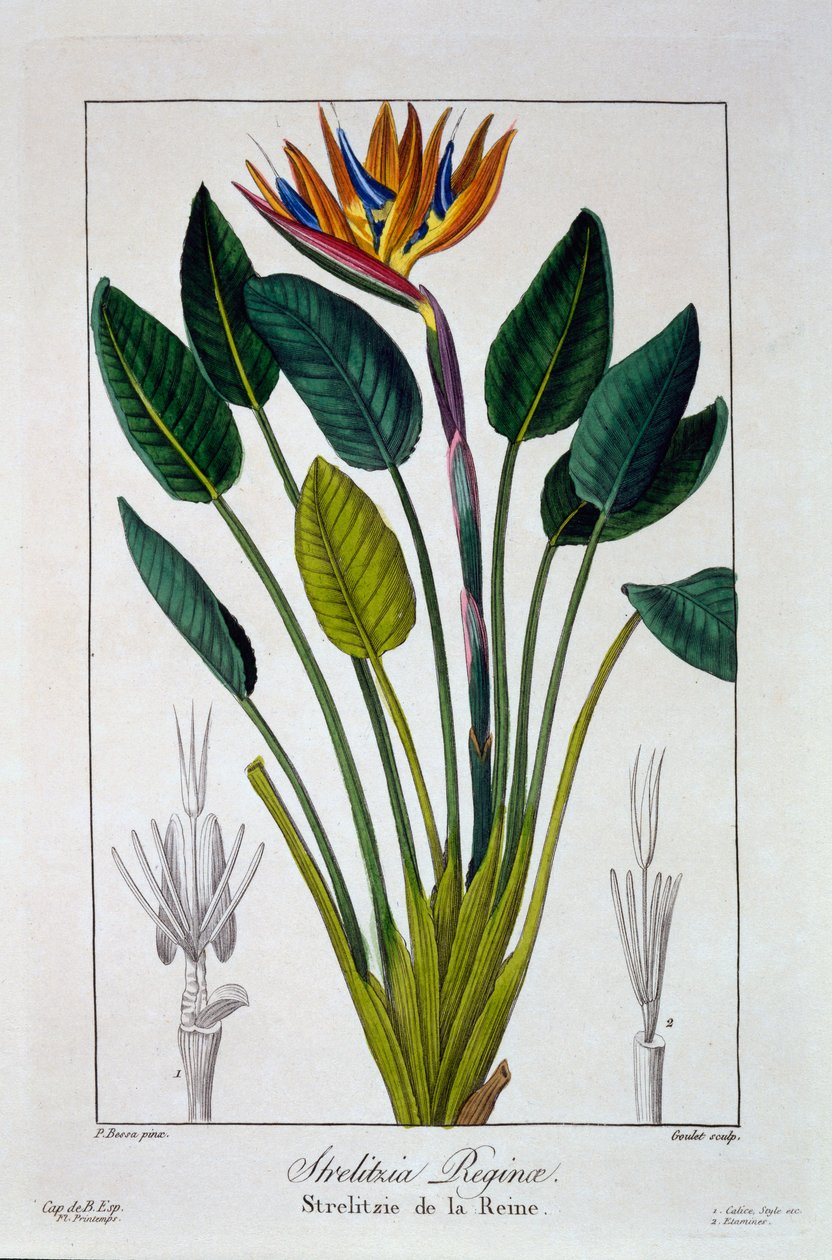 Paradijsvogel, of Kraanvogelbloem, 1836 door Pancrace Bessa