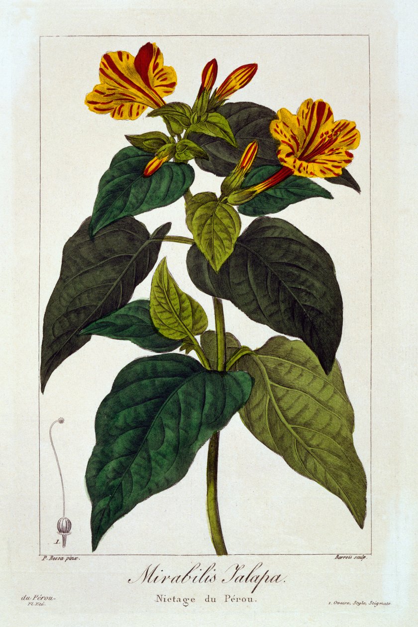 Ipomea purga, 1836 door Pancrace Bessa