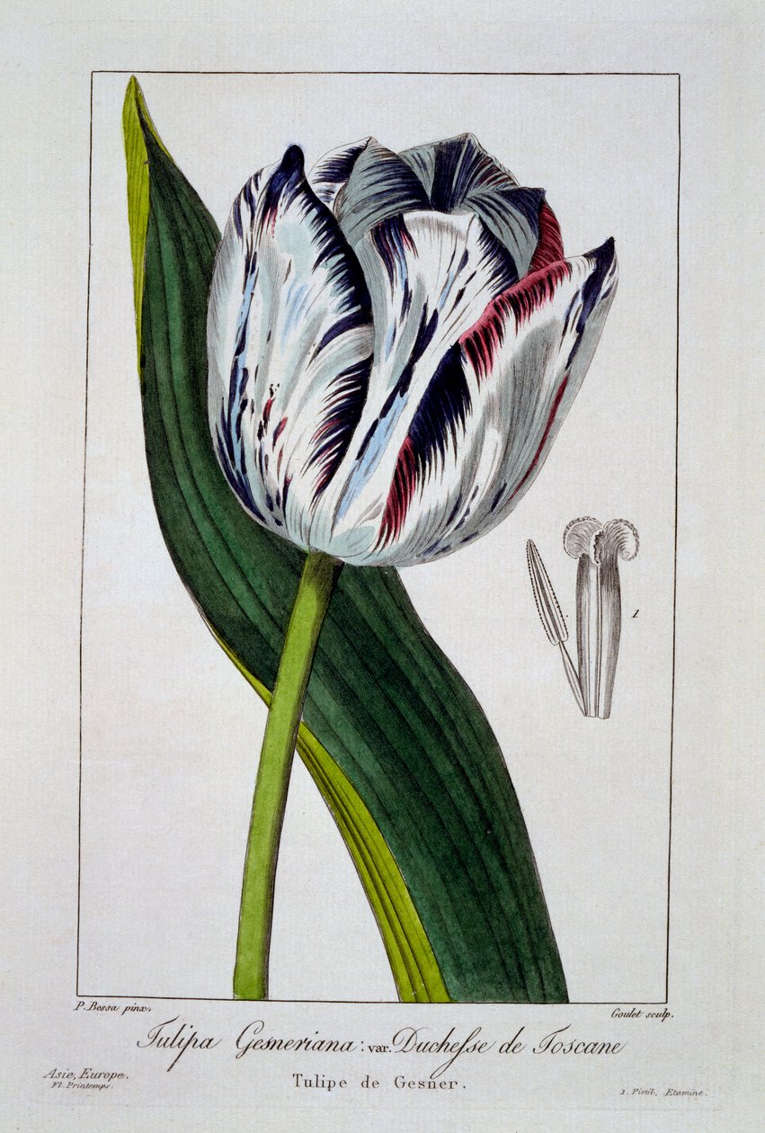 Tulp van de Hertogin van Toscane, 1836 door Pancrace Bessa