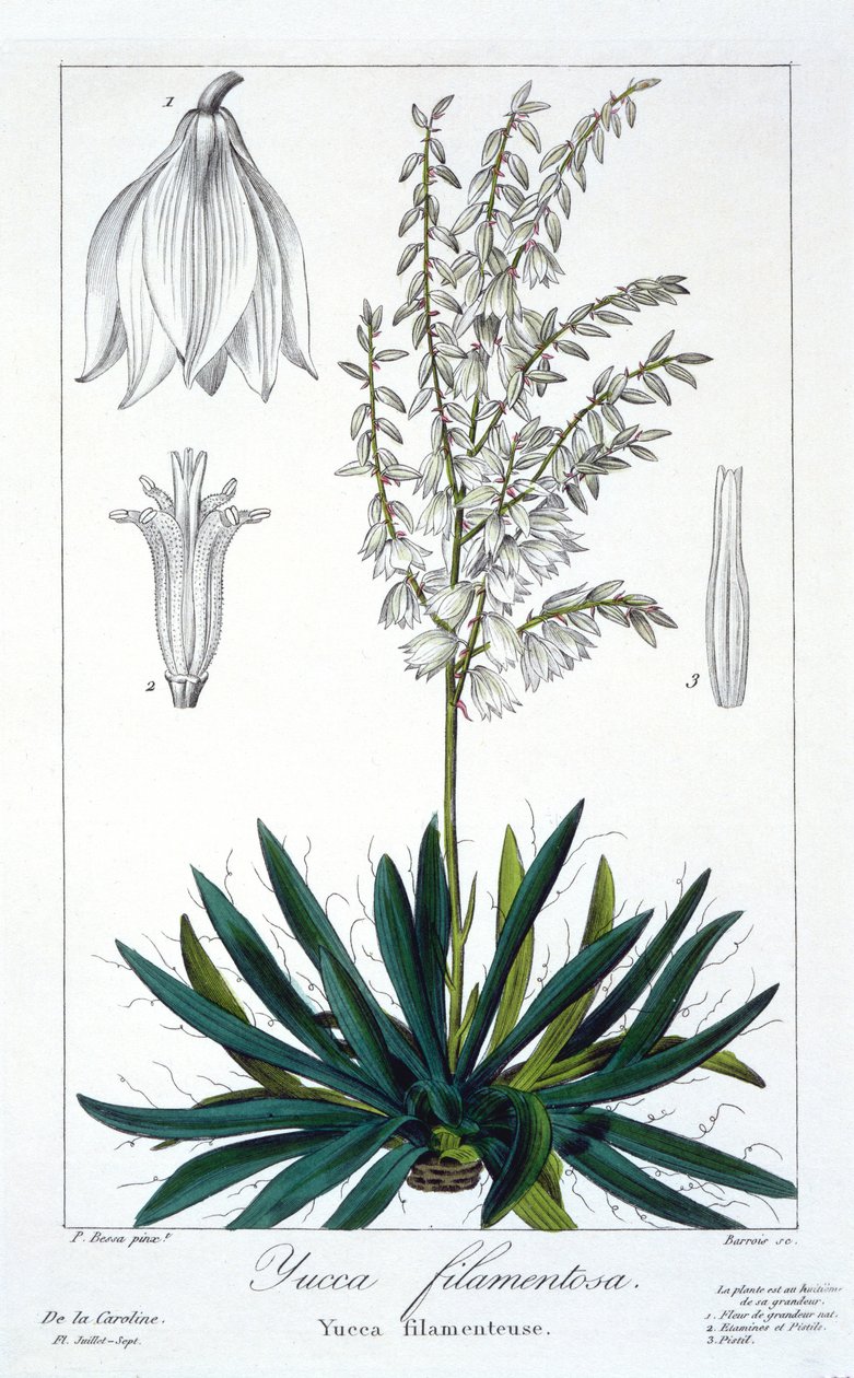 Yucca filamentosa, 1836 door Pancrace Bessa