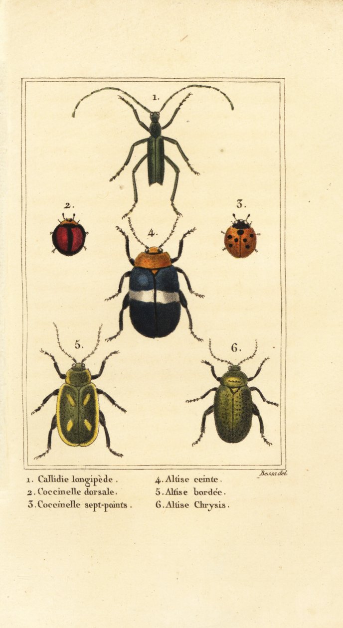Callidium longipes, lieveheersbeestjes, Jauravia dorsalis, Coccinella septempunctata, vlooienkevers, Altica cincta, Altica emarginata, en Altica chrysis door Pancrace (after) Bessa