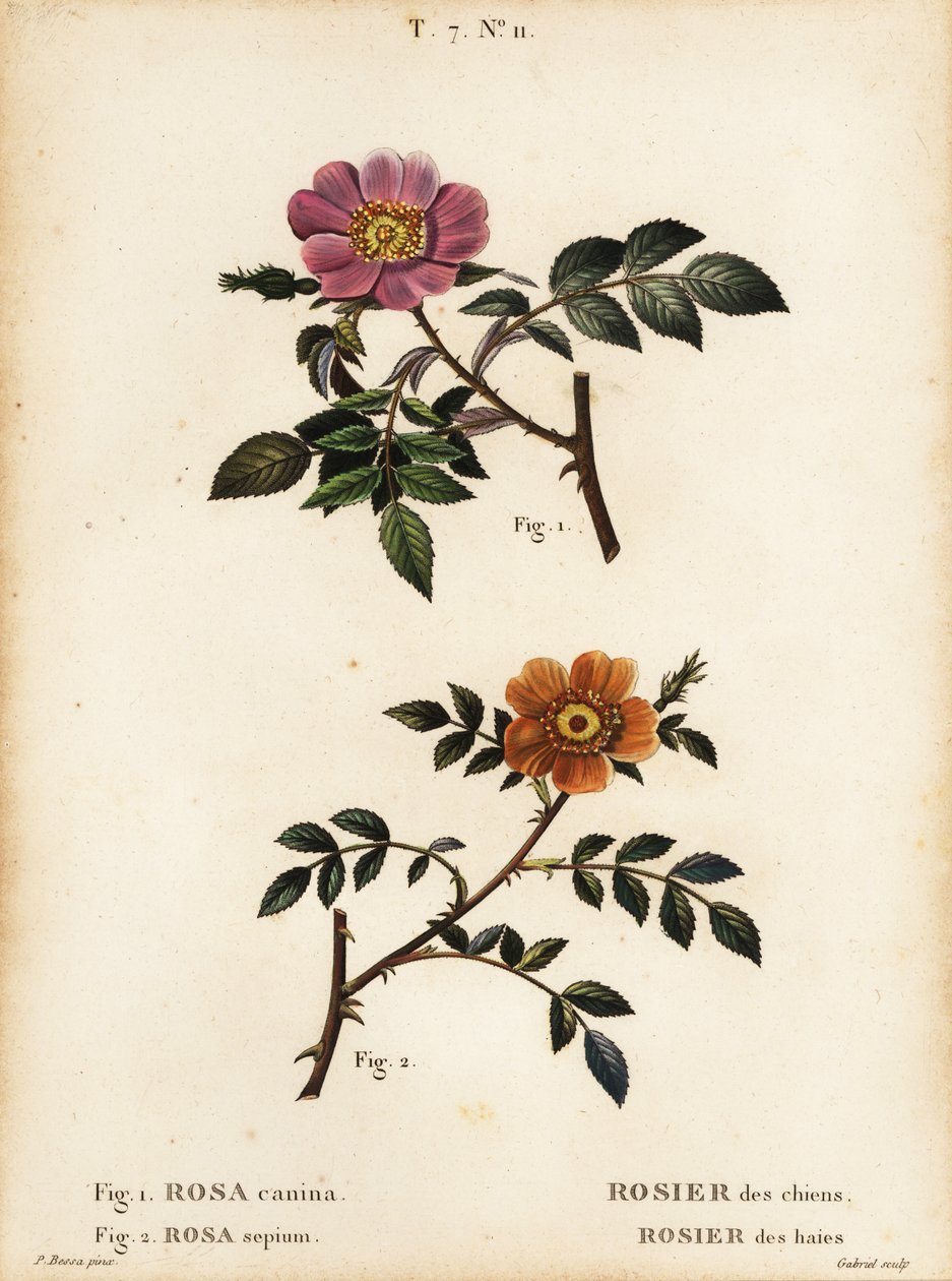 Hondsroos, Rosa canina, Rosier des chiens, en kleinbladige zoete-briar, Rosa sepium, Rosa agrestis, Rosier des haies door Pancrace (after) Bessa