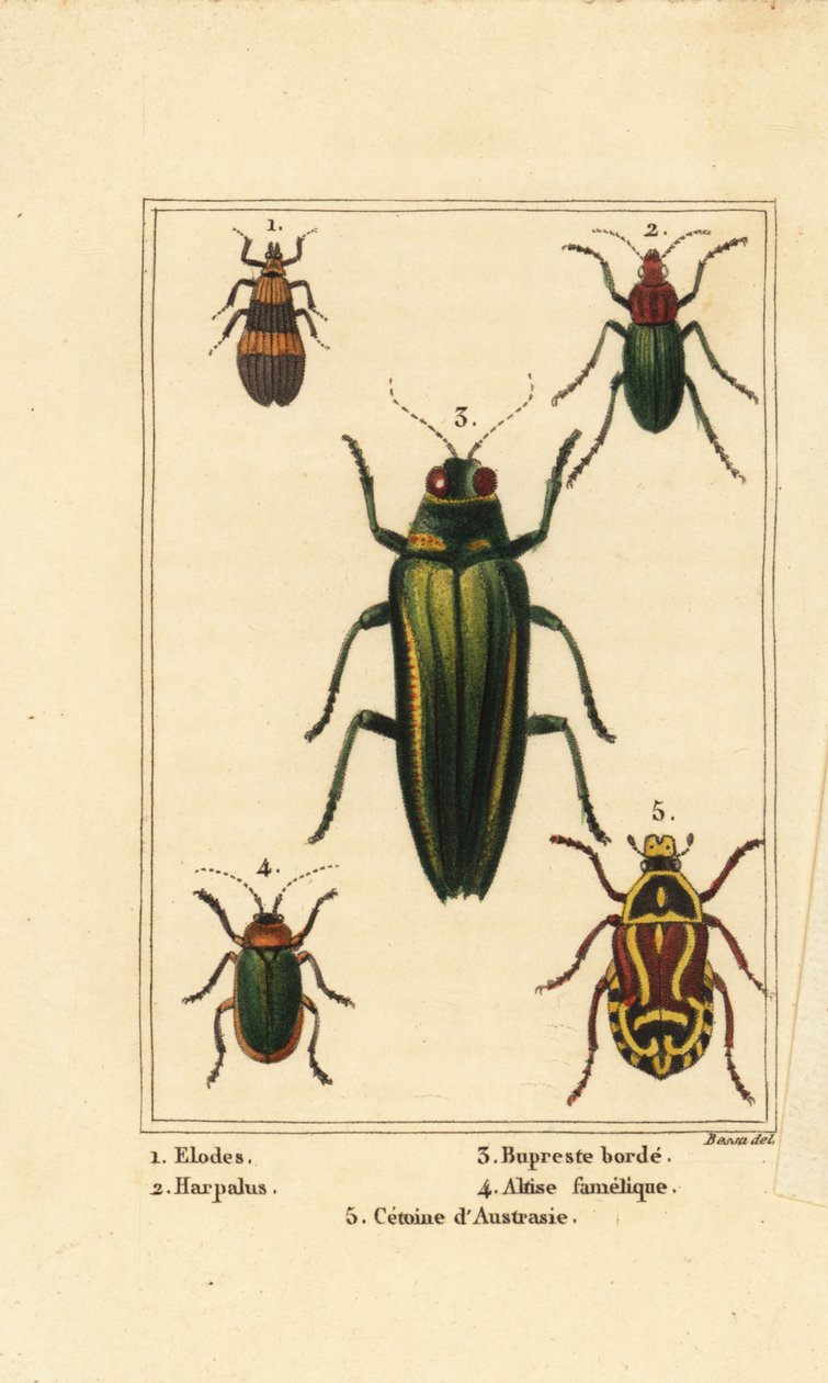 Moeraskever, Elodes 1, Harpalus kever 2, juweelkever, Buprestis 3, vlooienkever, Altica famelica 4, en rozenkever, Cetonia soorten 5 door Pancrace (after) Bessa