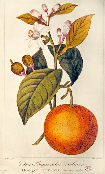 Oranje, gegraveerd door Barois, c.1820 door Pancrace (after) Bessa