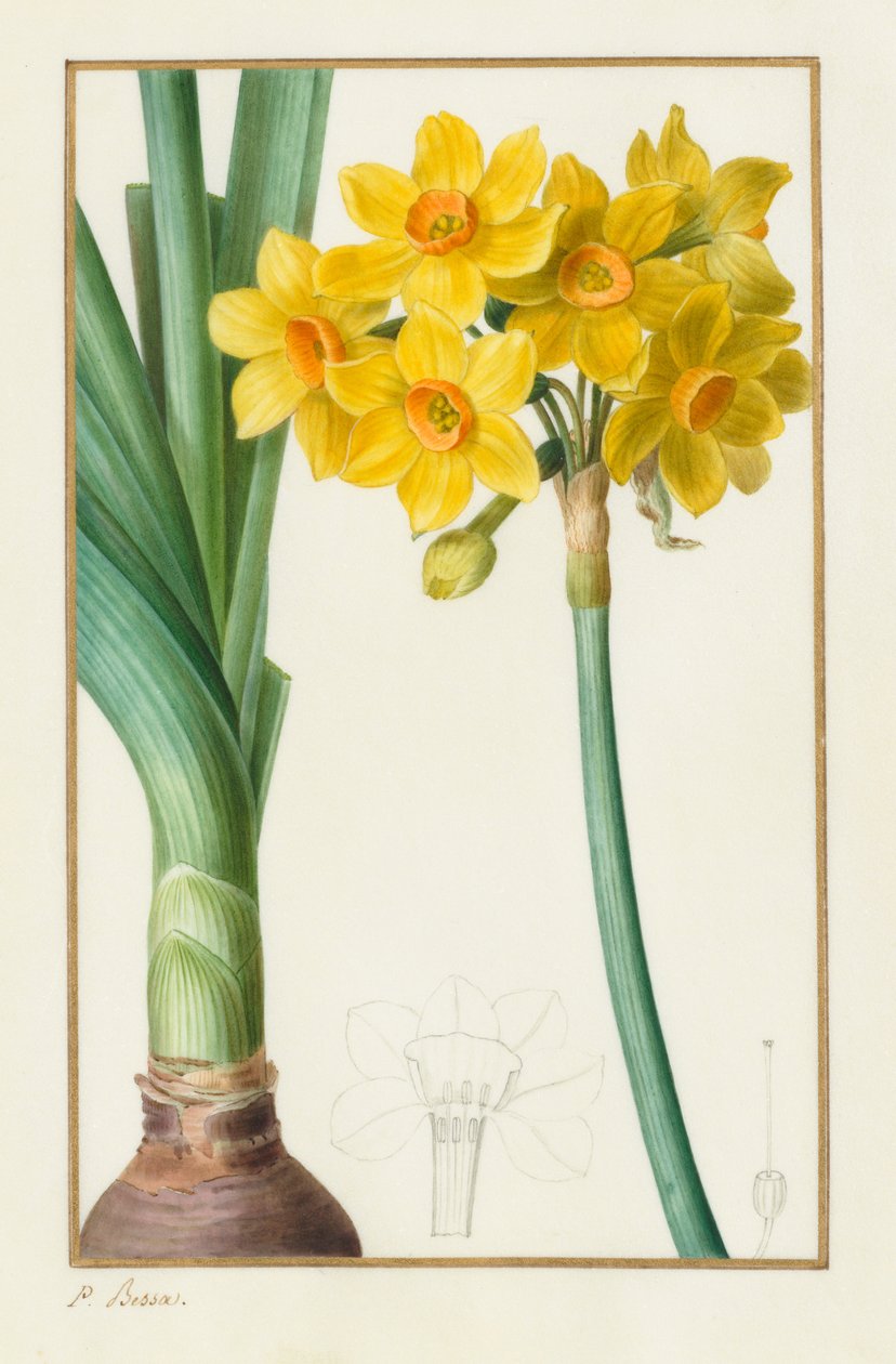 Polyanthus of Cluster Narcissus Botanisch: Narcissus tazetta, 1836 door Pancrace Bessa