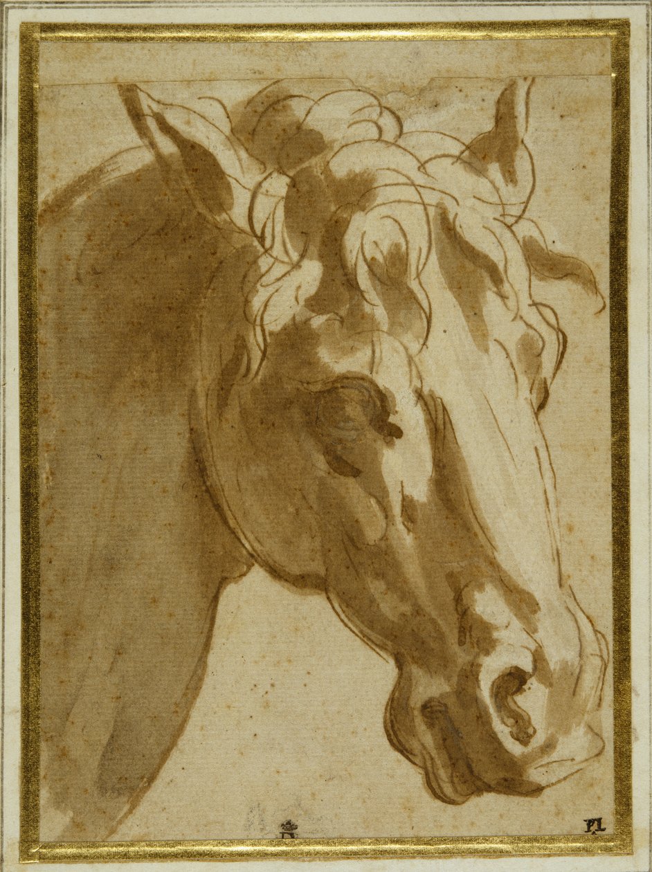 Het hoofd en de nek van een paard door Parmigianino
