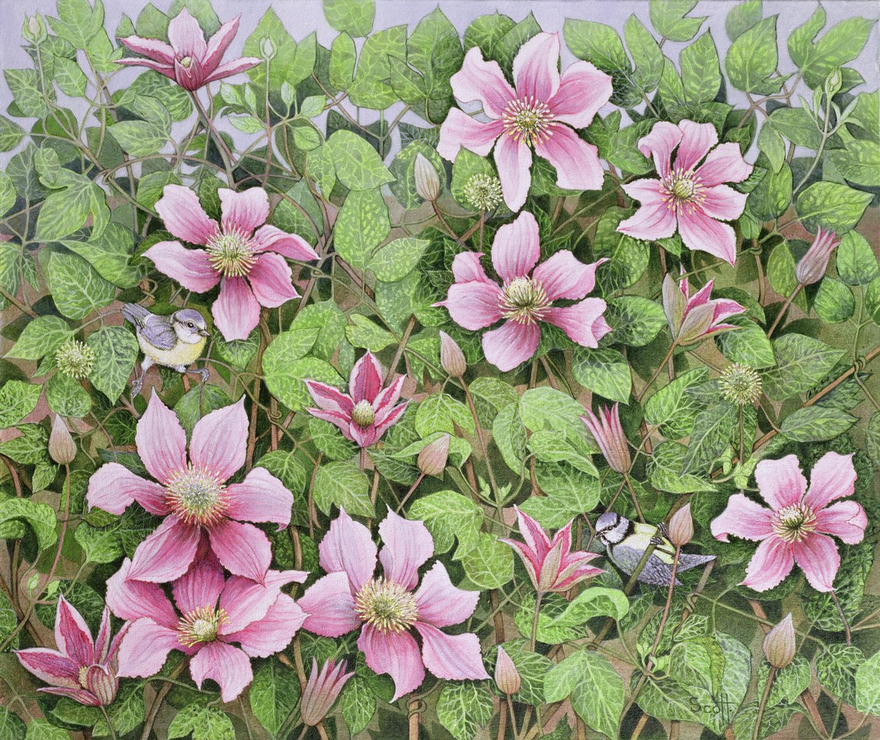 Nestelen in Clematis (olieverf op doek) door Pat Scott