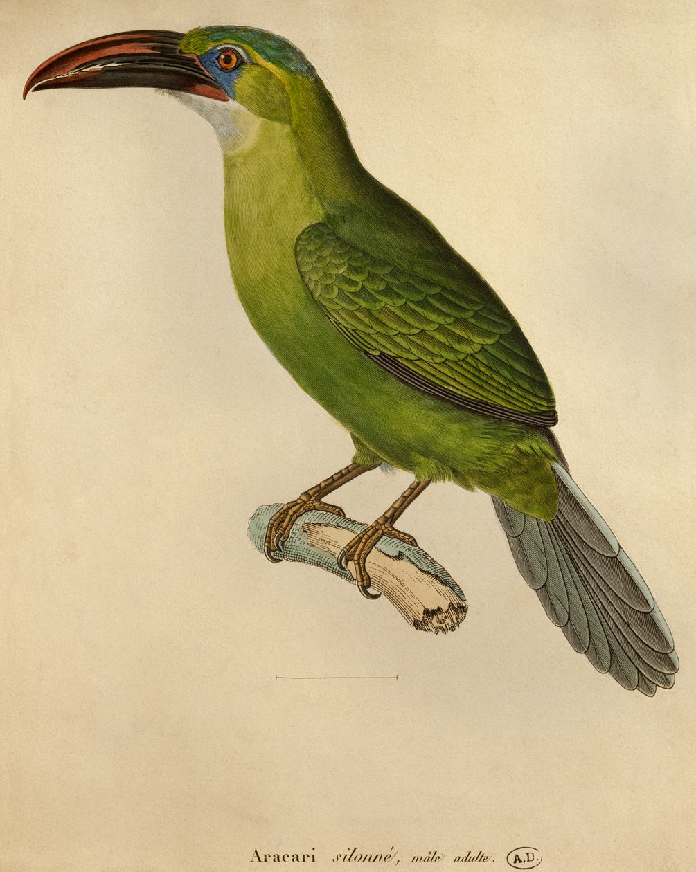 Toekan door Paul Louis Oudart